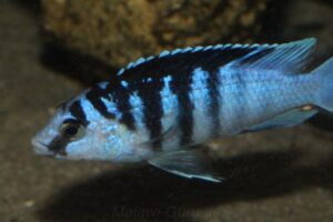 Labidochromis chisumulae
